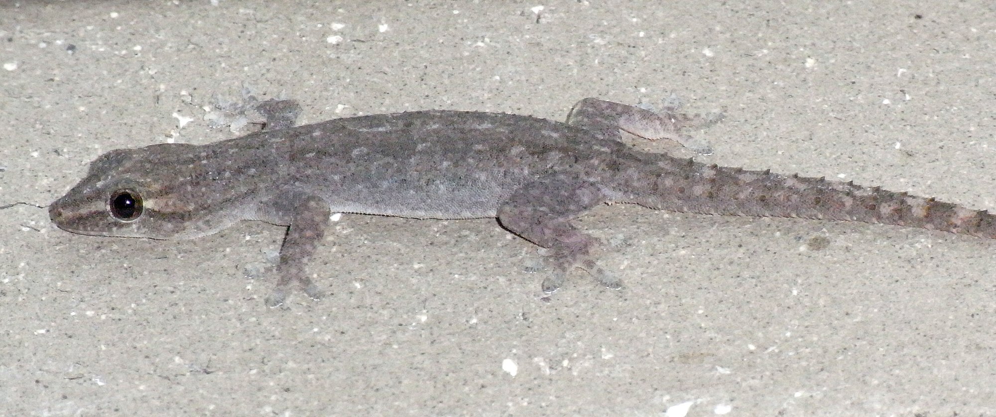Halbfingergecko (Gehyra dubia), typisches Aussehen der Art