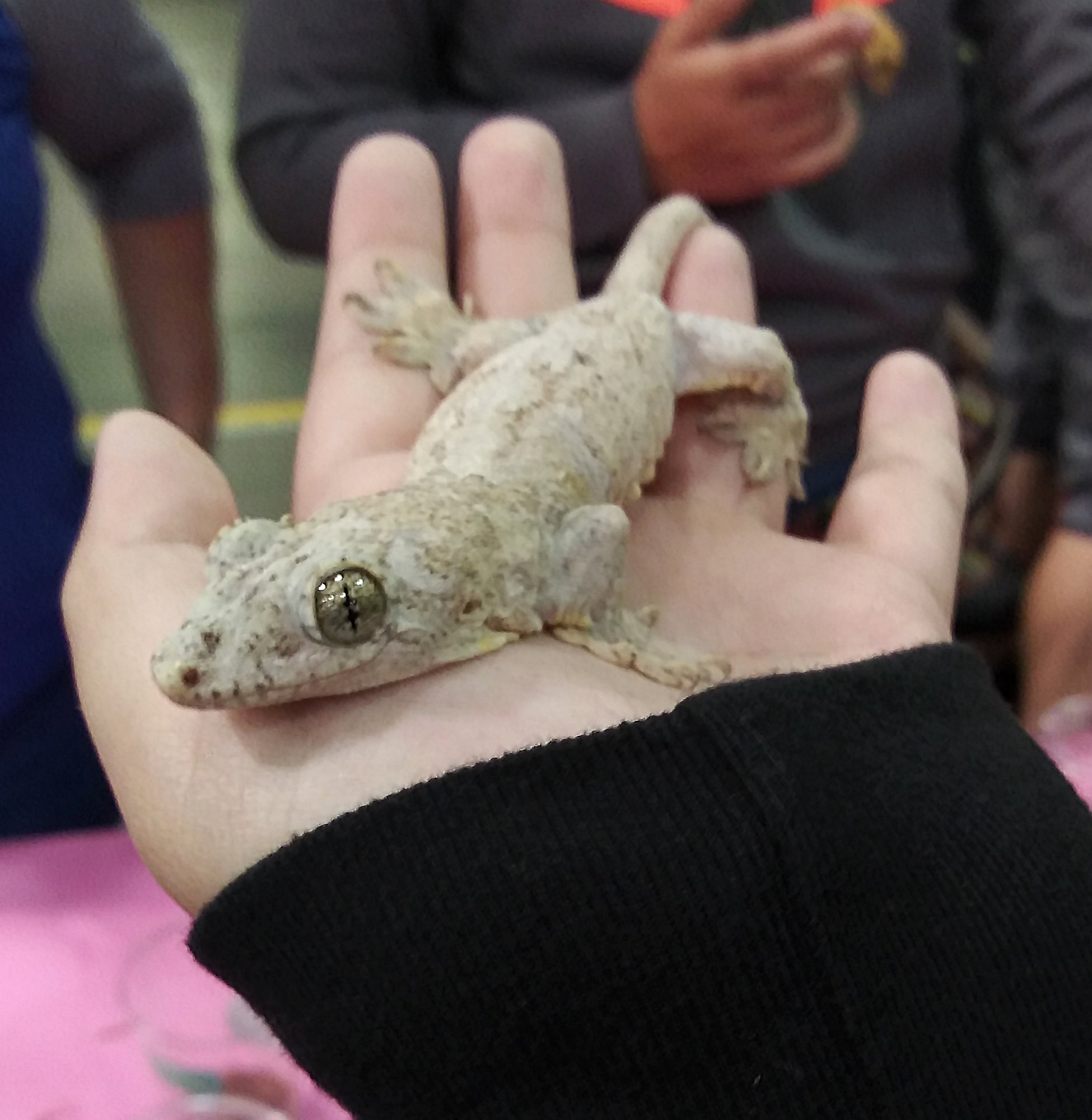 Halmahera-Riesengecko (Gehyra marginata), typisches Aussehen der Art