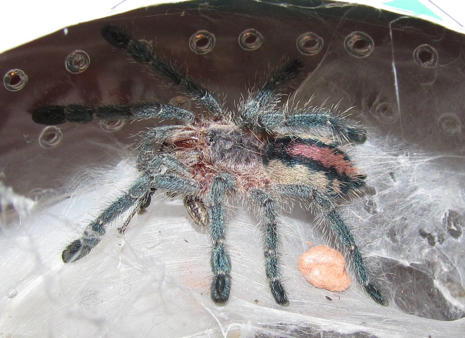 Harlekin-Zwergbaumvogelspinne (Ybyrapora sooretama), typisches Aussehen der Art