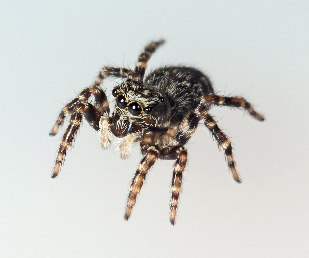 Haus-Springspinne (Pseudeuophrys lanigera), typisches Aussehen der Art