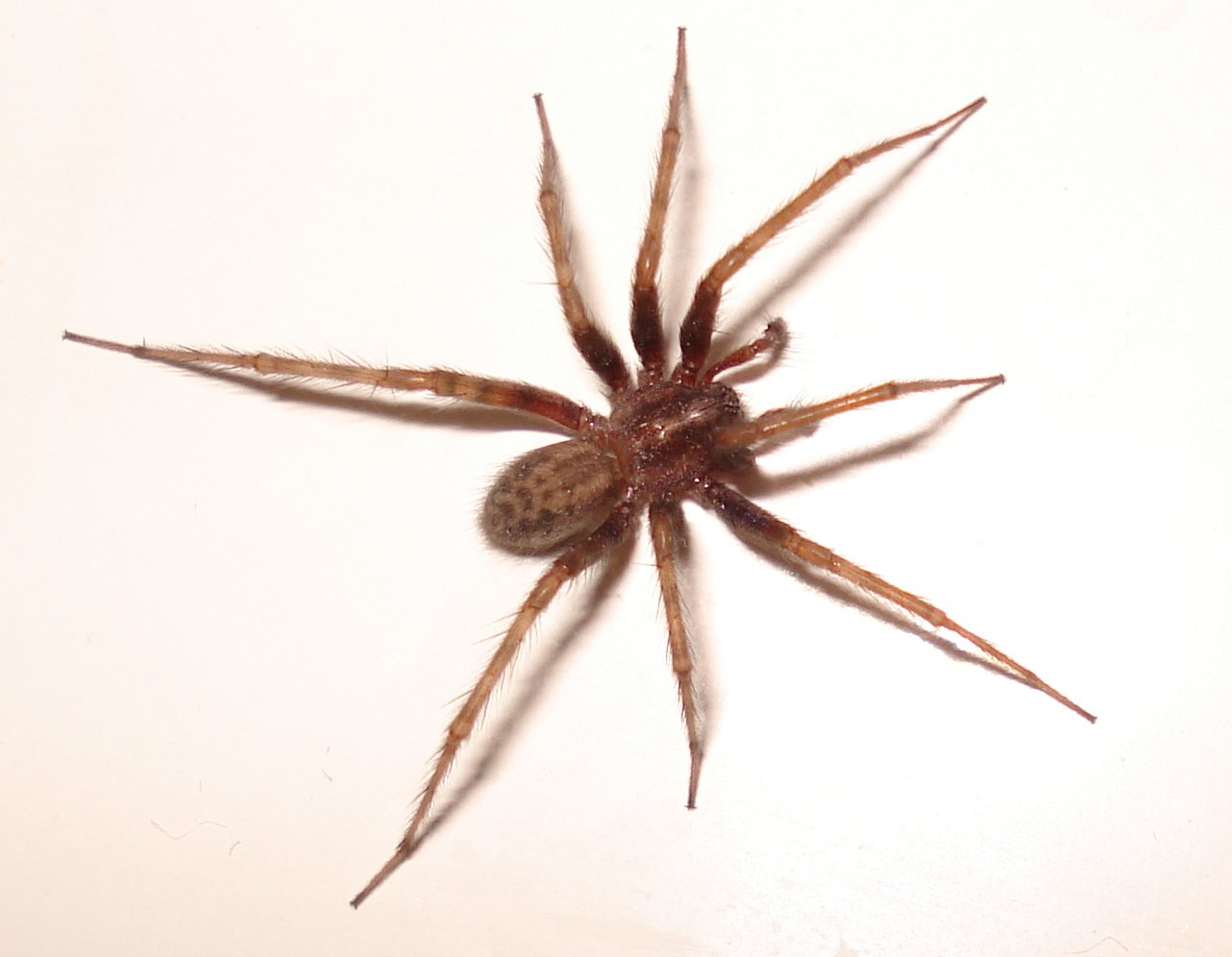 Hauswinkelspinne (Tegenaria domestica), typisches Aussehen der Art
