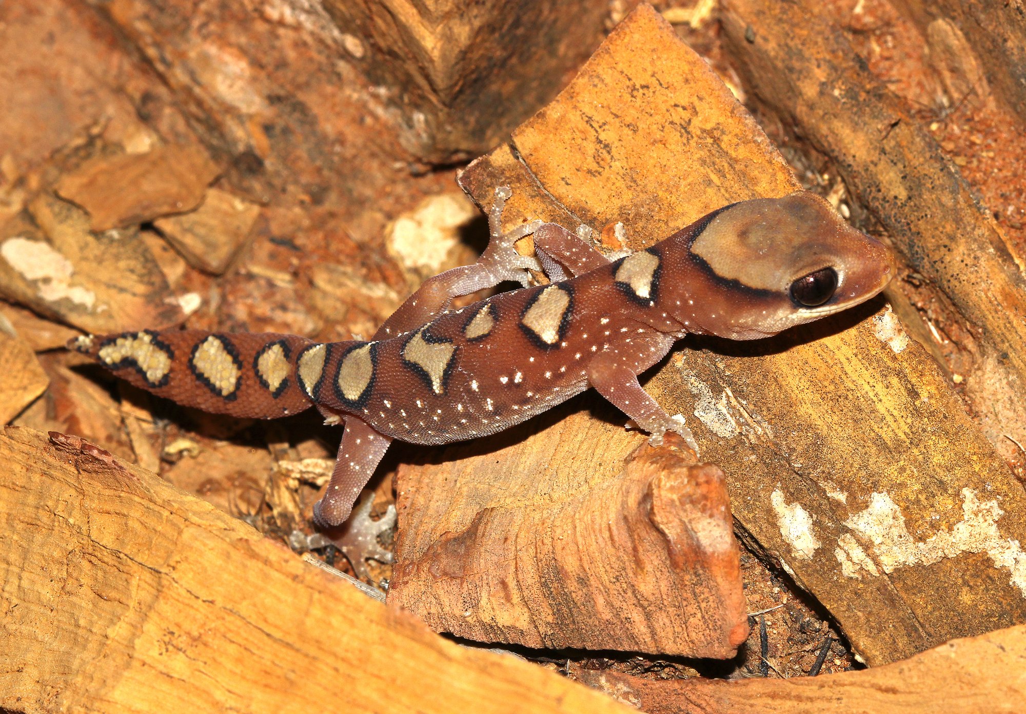 Helm-Steingecko (Diplodactylus galeatus), typisches Aussehen der Art