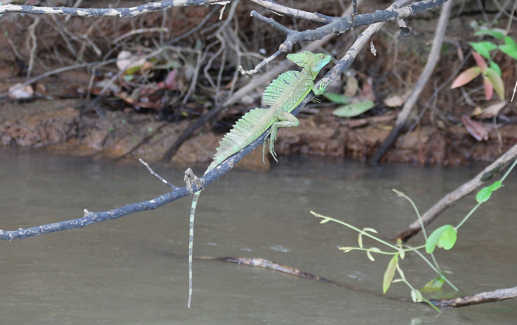 Helmbasilisk (Basiliscus basiliscus), typisches Aussehen der Art