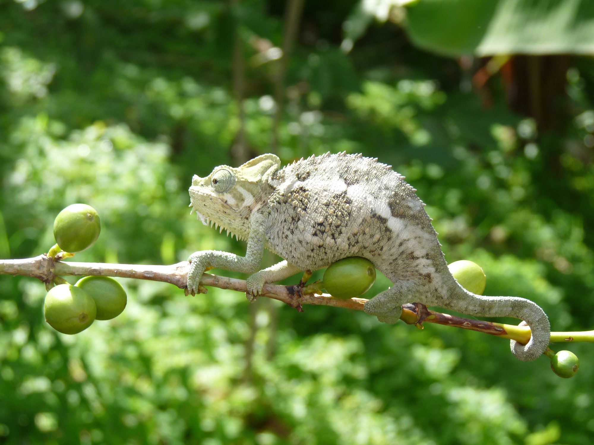 Helmchamäleon / Höhnel-Chamäleon (Trioceros hoehnelii), typisches Aussehen der Art
