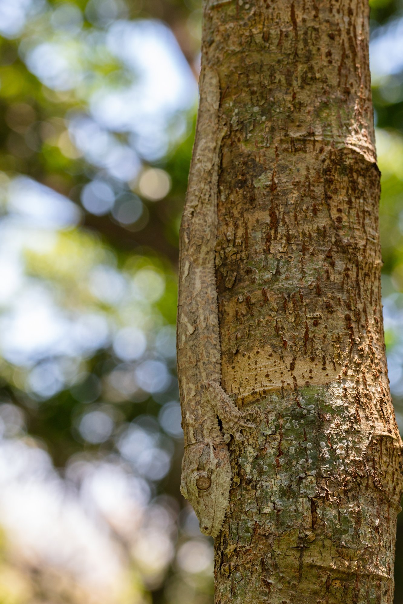 Henkel Blattschwanzgecko (Uroplatus henkeli), typisches Aussehen der Art