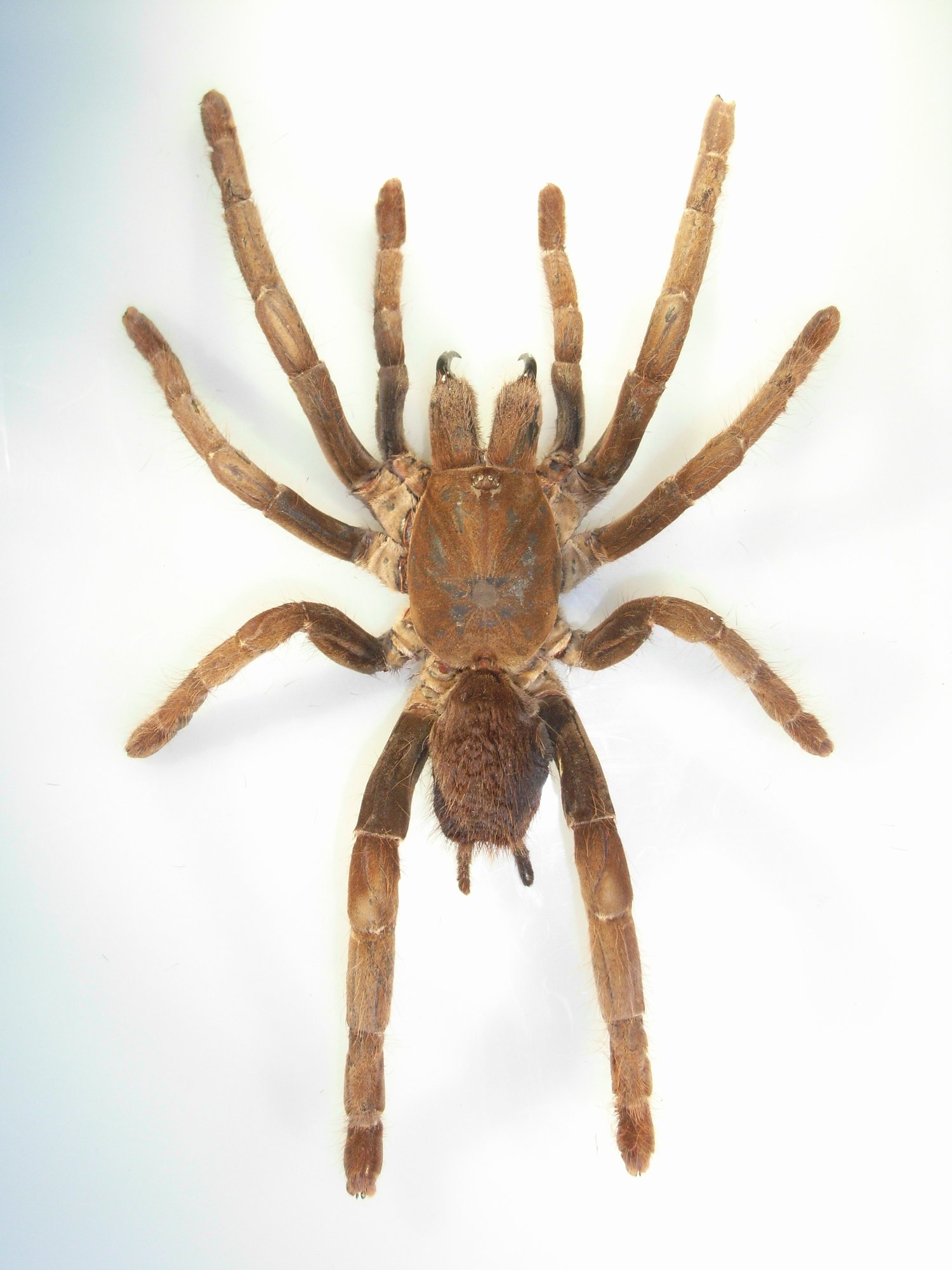 Herkules-Vogelspinne (Hysterocrates hercules), typisches Aussehen der Art