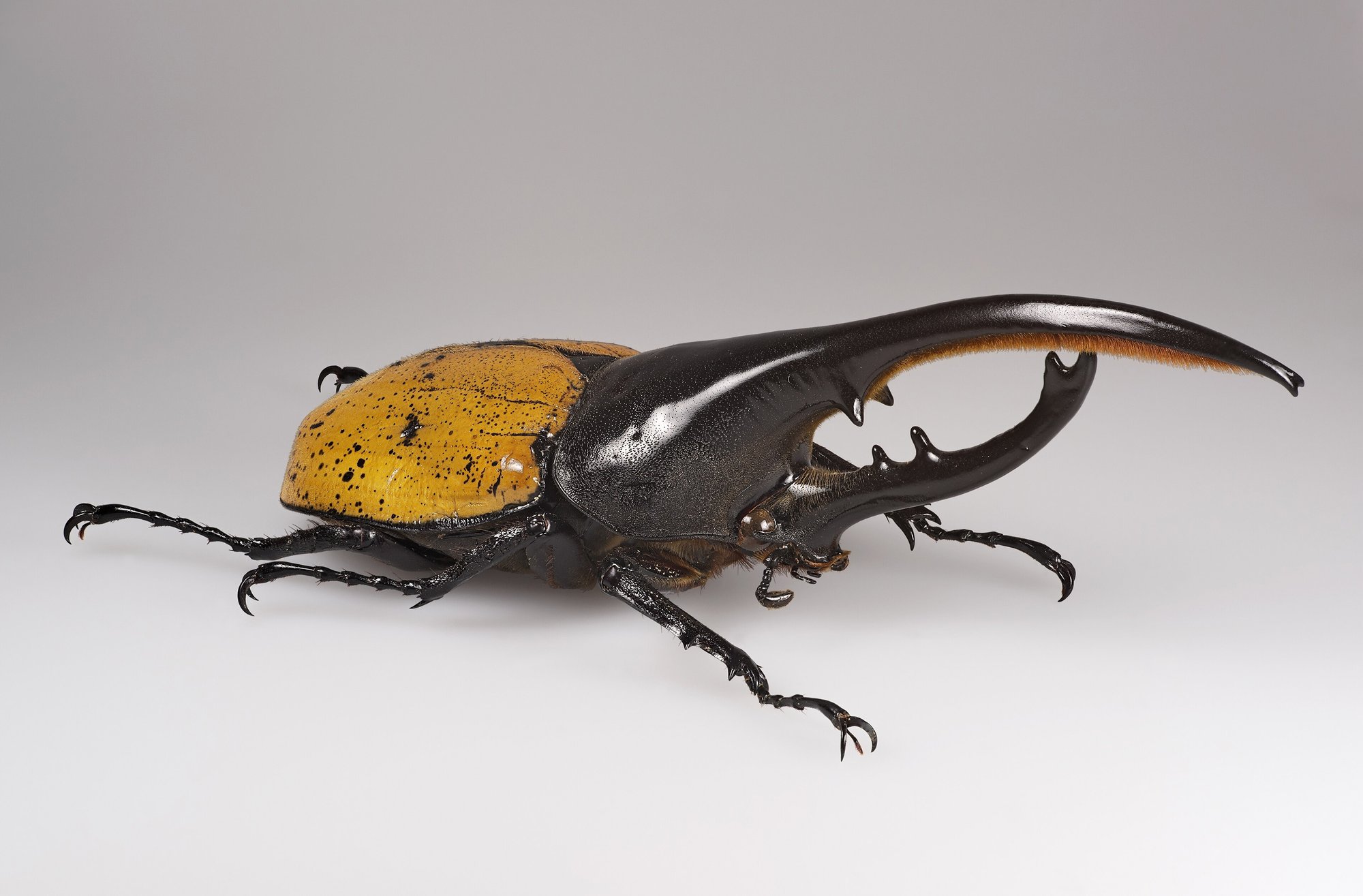 Herkuleskäfer (Dynastes hercules), typisches Aussehen der Art