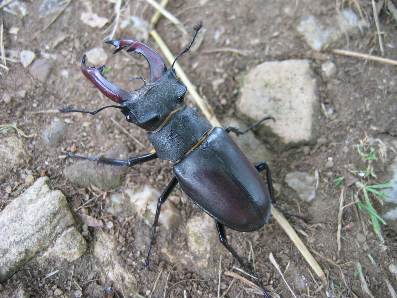 Hirschkäfer (Lucanus cervus), typisches Aussehen der Art