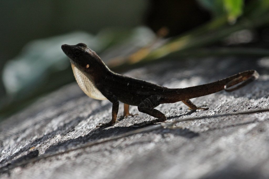 Homolechis-Anolis (Anolis homolechis), typisches Aussehen der Art