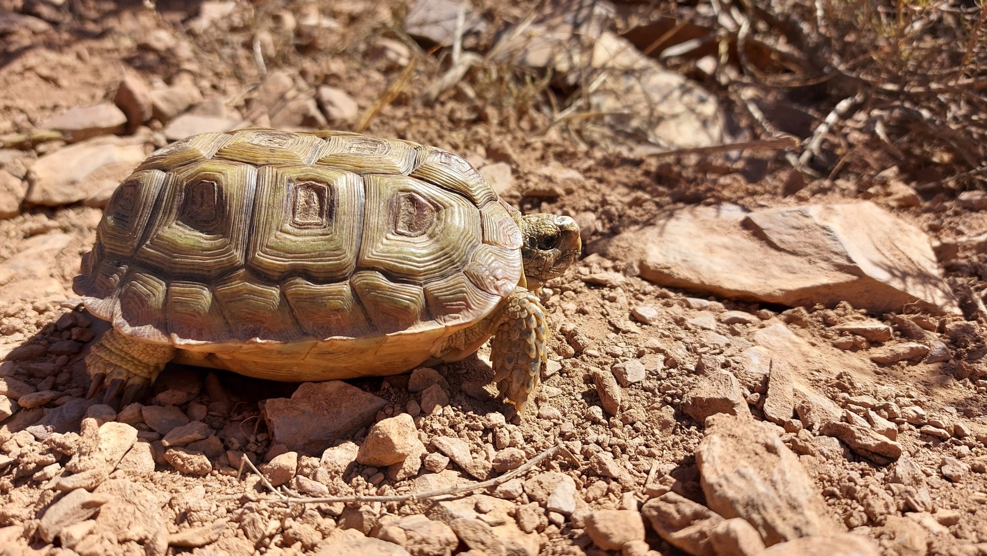 Areolen-Flachschildkröte (Homopus areolatus), typisches Aussehen der Art
