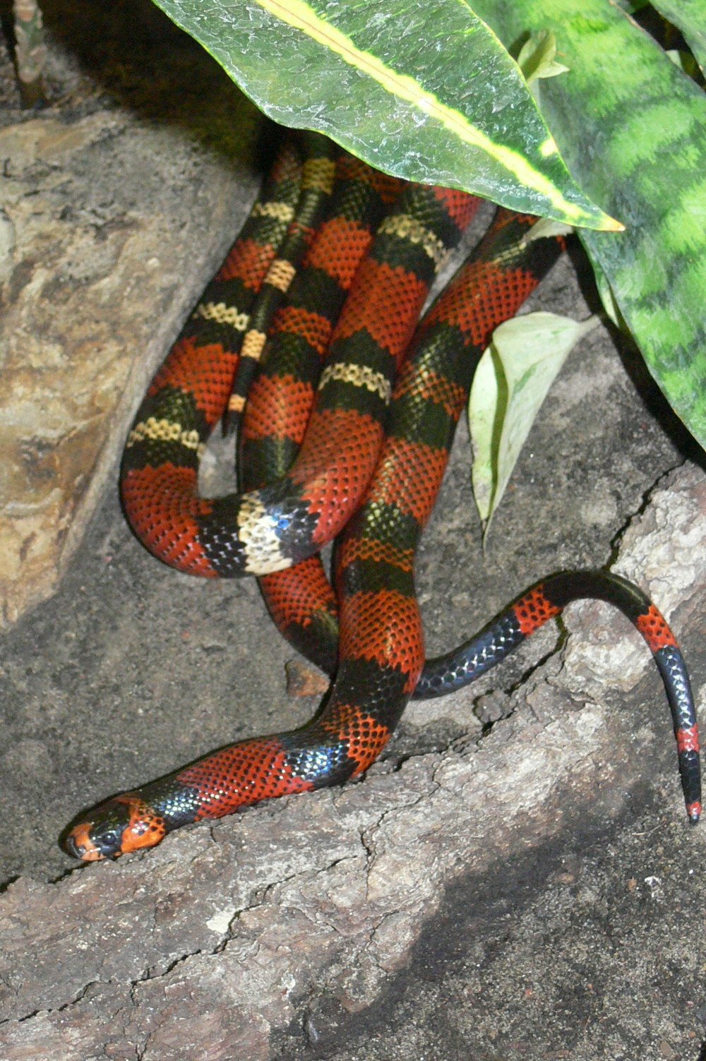 Honduranische Milchnatter (Lampropeltis triangulum hondurensis), typisches Aussehen der Art