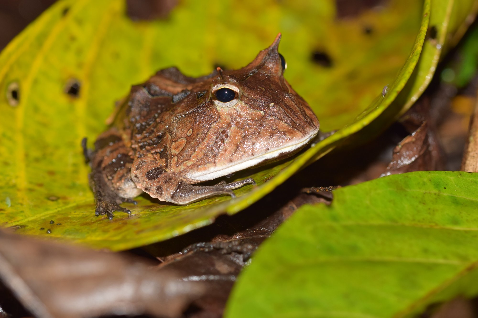 Hornfrosch (Ceratophrys cranwelli), typisches Aussehen der Art