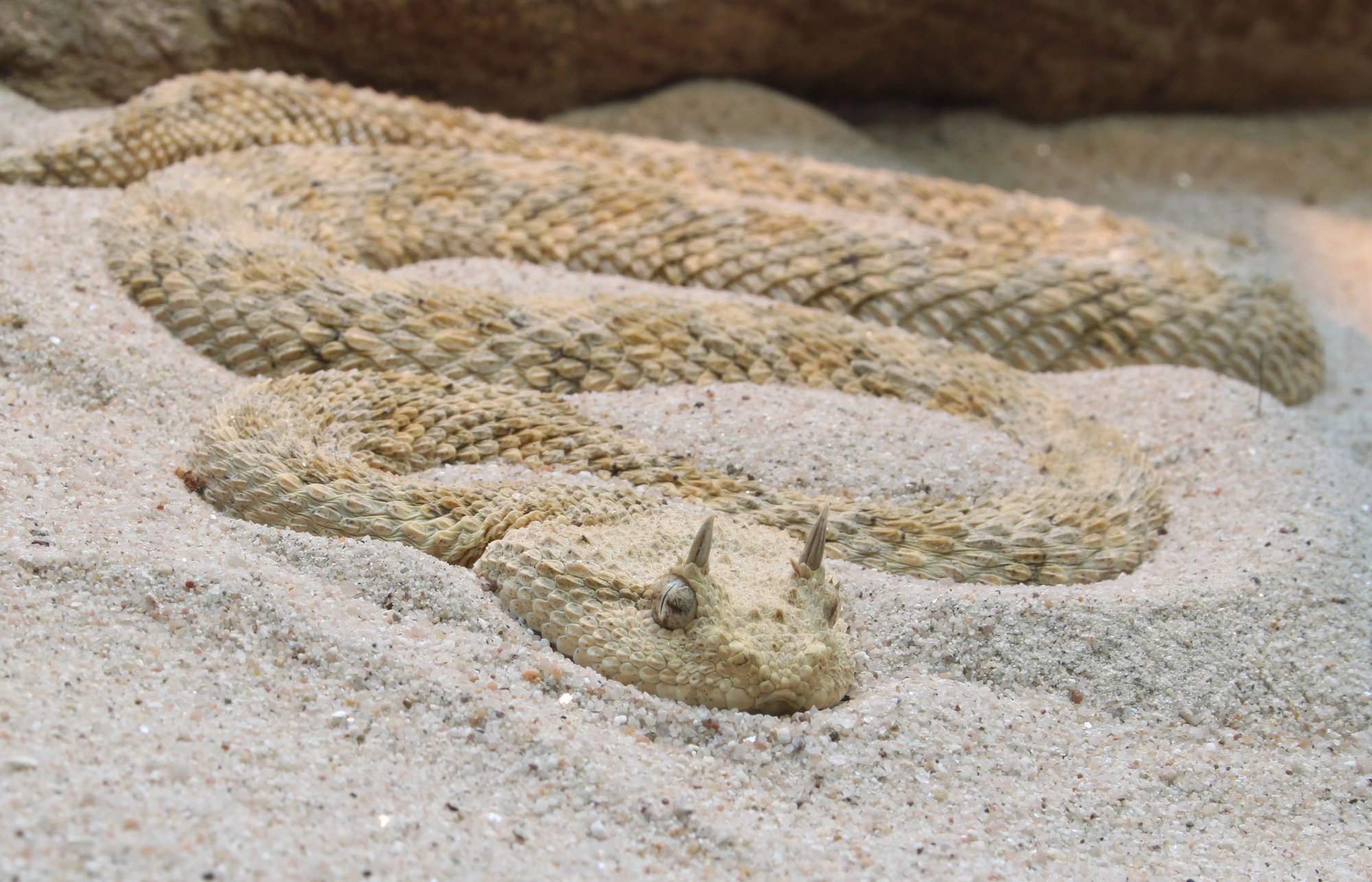 Hornviper (Cerastes cerastes), typisches Aussehen der Art