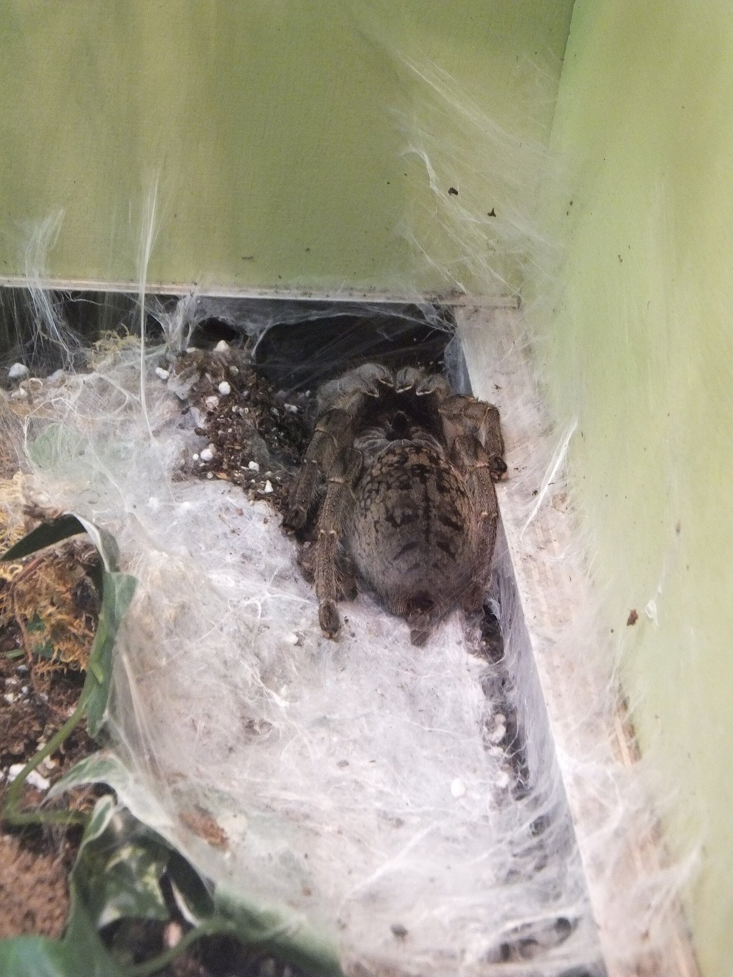 Hornvogelspinne (Ceratogyrus marshalli), typisches Aussehen der Art