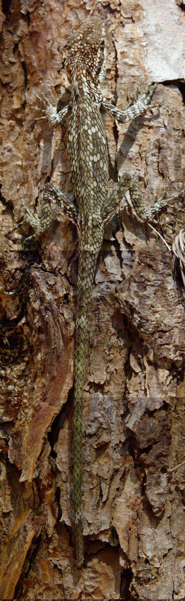 Horsfields Salea-Agame (Salea horsfieldii), typisches Aussehen der Art