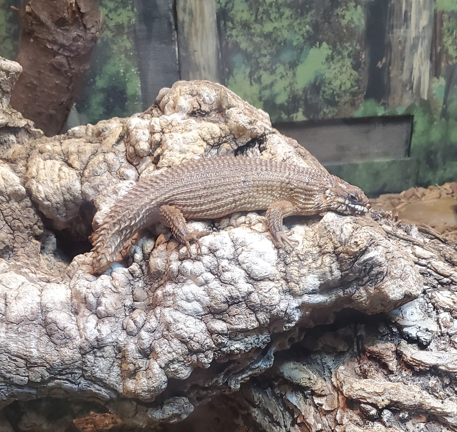 Hosmer-Skink (Egernia hosmeri), typisches Aussehen der Art