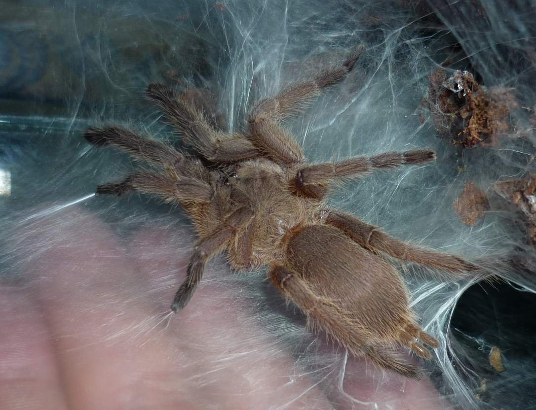 Hua-Hin-Vogelspinne (Chilobrachys huahini), typisches Aussehen der Art