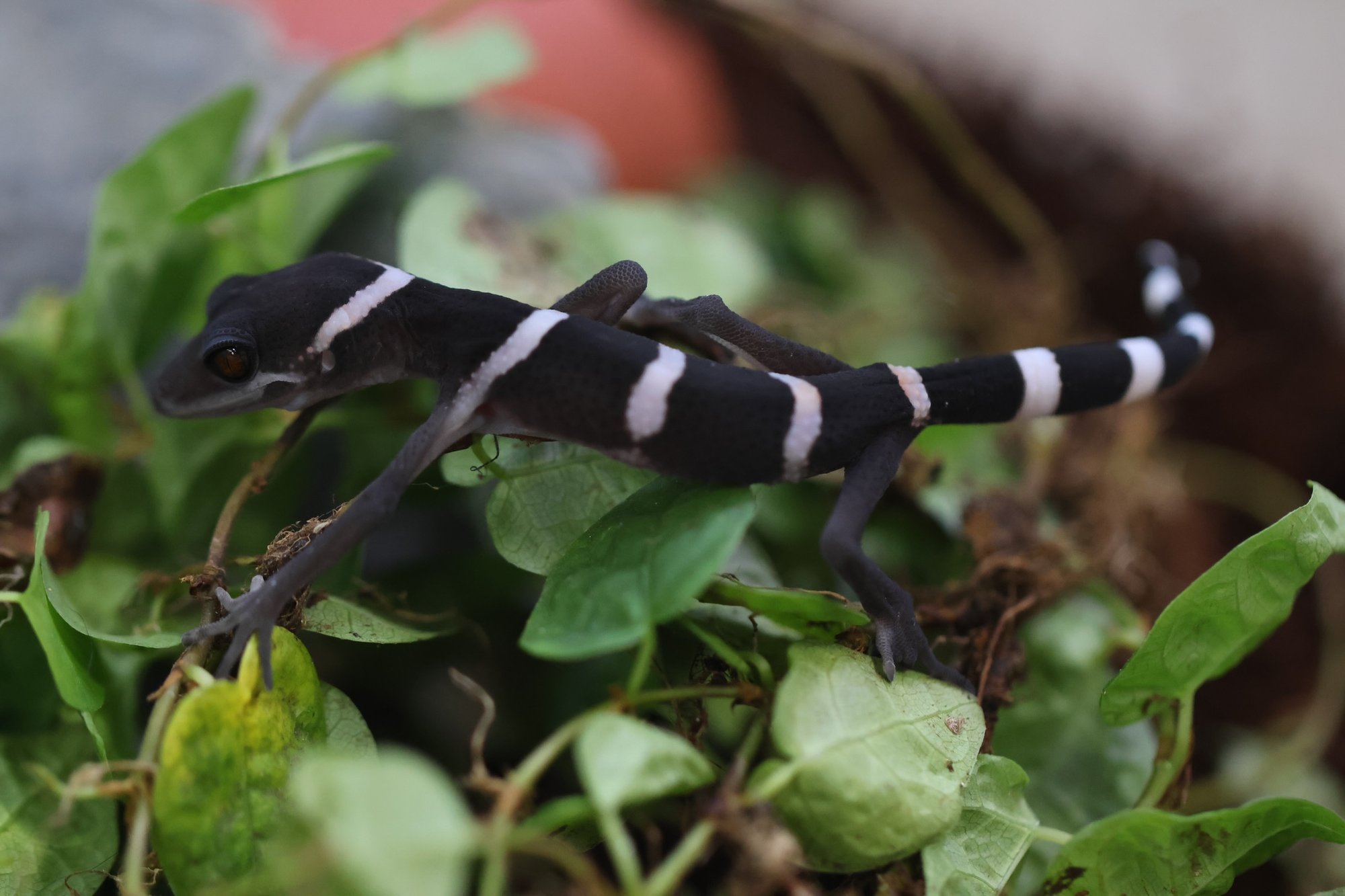 Huu-Lien-Höhlengecko (Goniurosaurus huuliensis), typisches Aussehen der Art