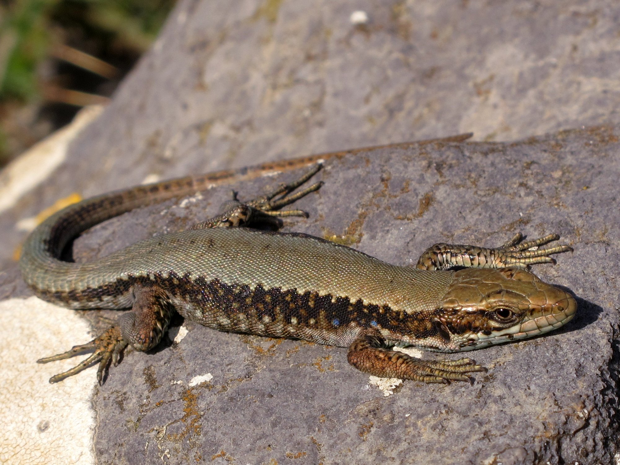 Iberische Felseidechse (Iberolacerta monticola), typisches Aussehen der Art