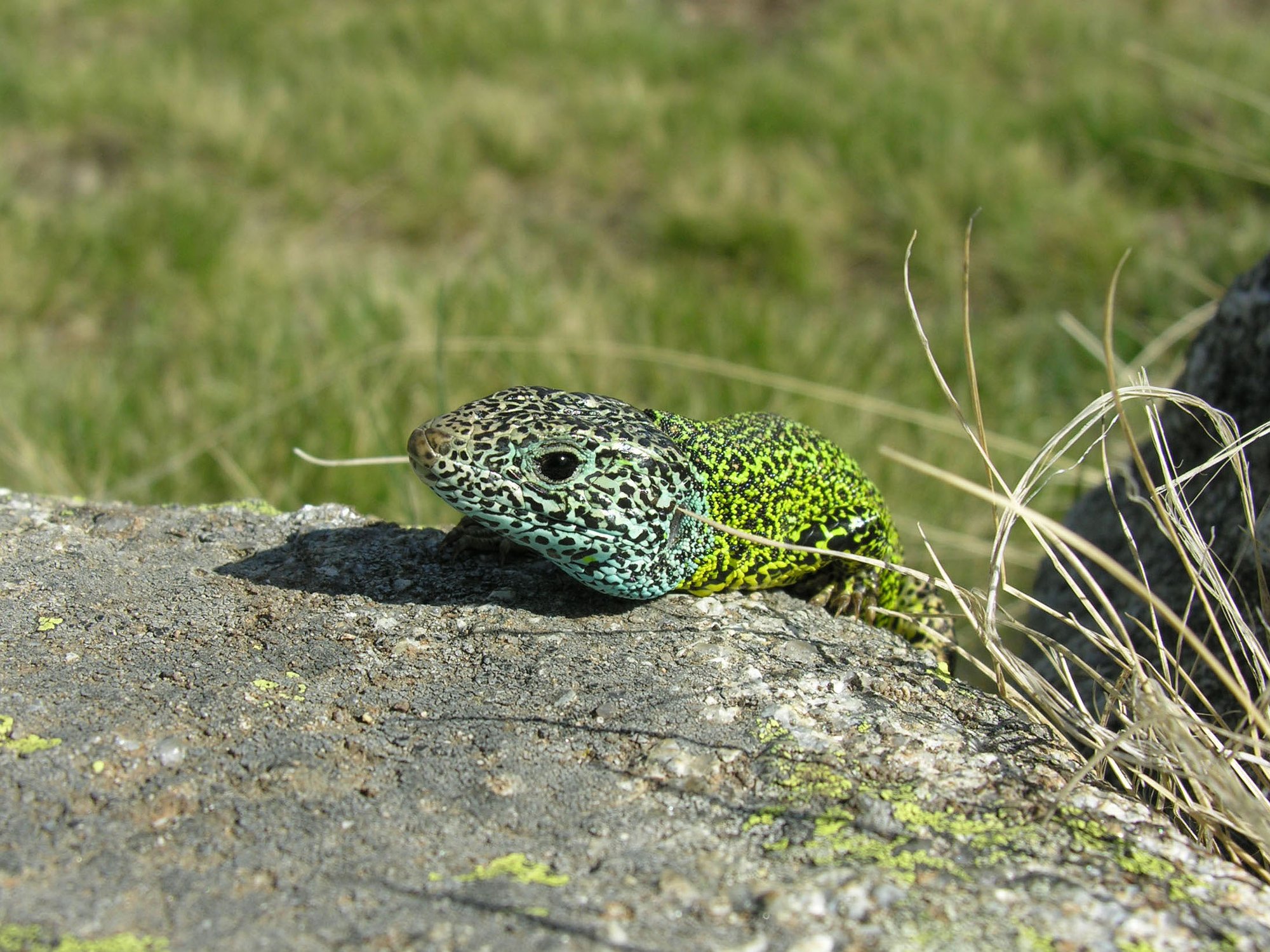 Iberische Smaragdeidechse (Lacerta schreiberi), typisches Aussehen der Art