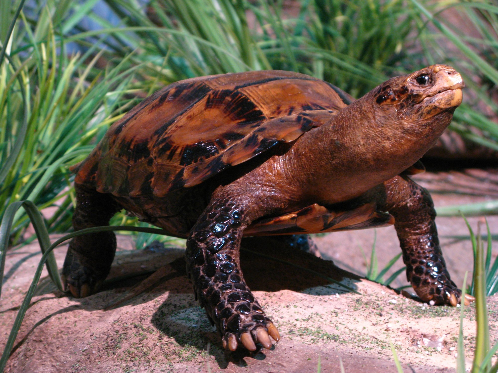 Impressa-Schildkröte (Manouria impressa), typisches Aussehen der Art