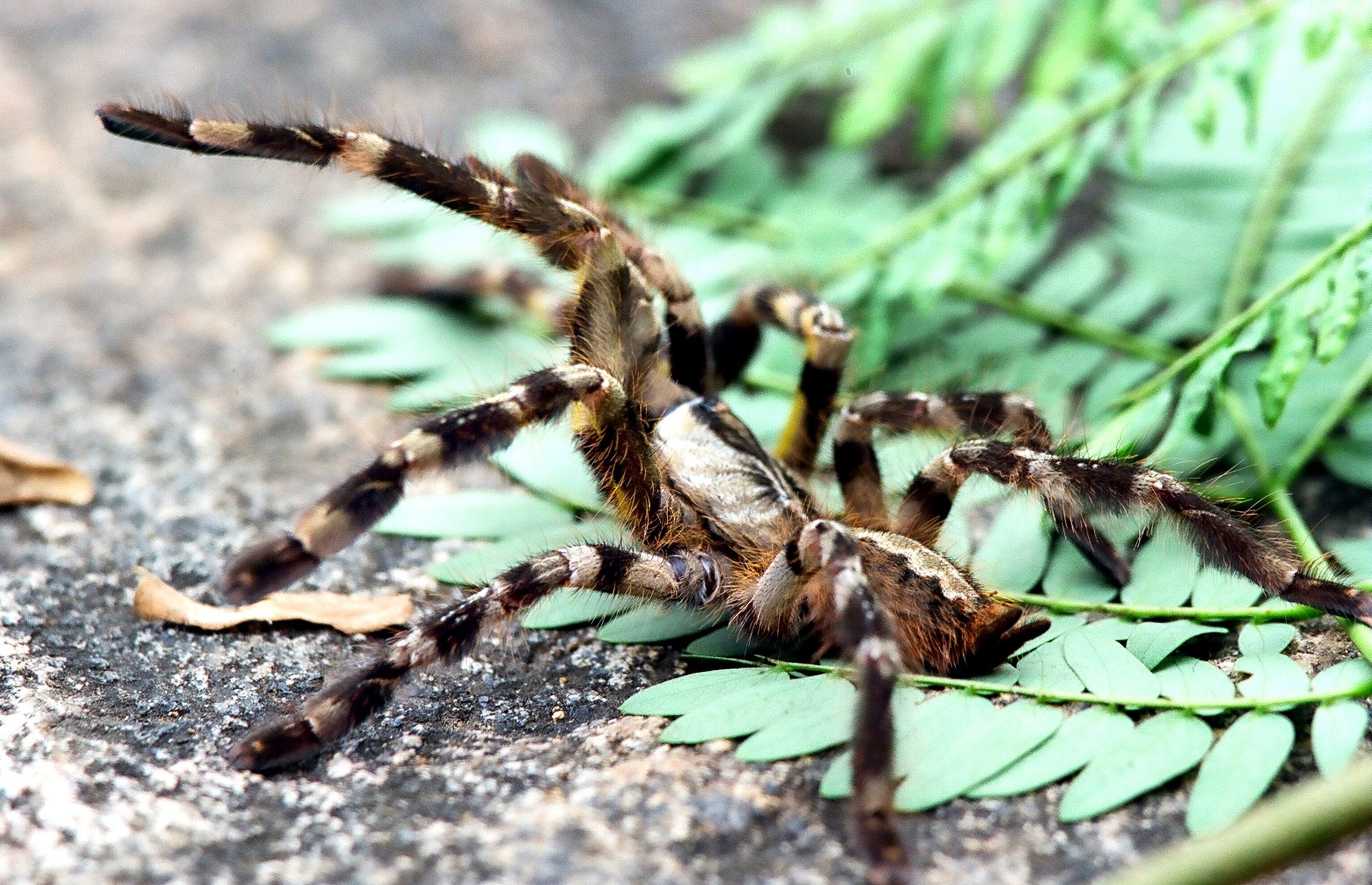 Indische Ornament-Vogelspinne (Poecilotheria regalis), typisches Aussehen der Art