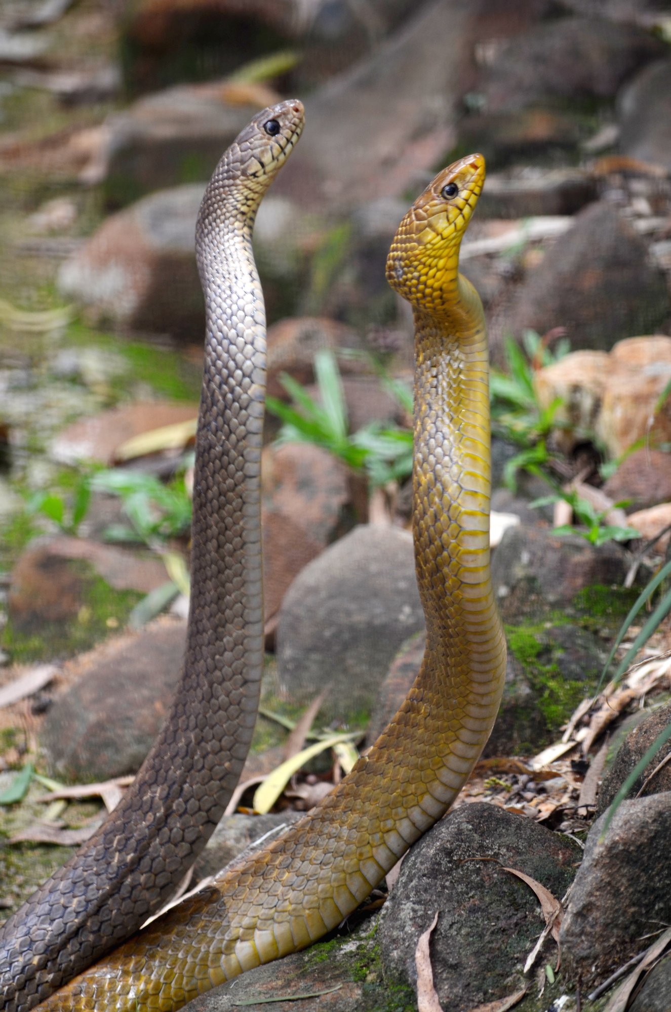 Indische Ratternatter (Ptyas mucosa), typisches Aussehen der Art