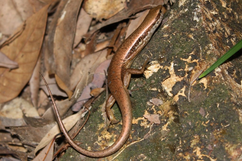 Indischer Waldskink (Sphenomorphus indicus), typisches Aussehen der Art