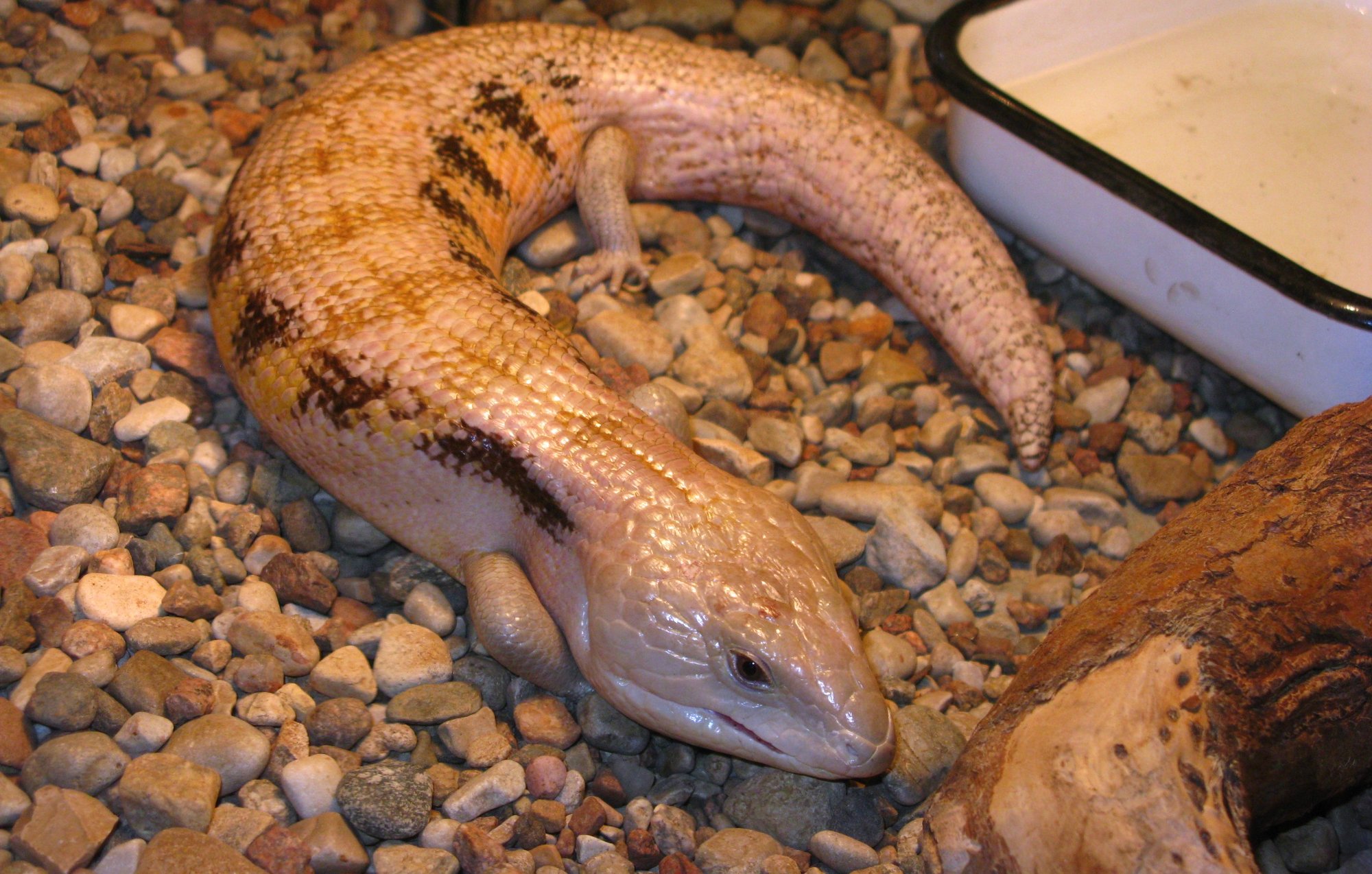 Indonesischer Blauzungenskink (Tiliqua gigas), typisches Aussehen der Art