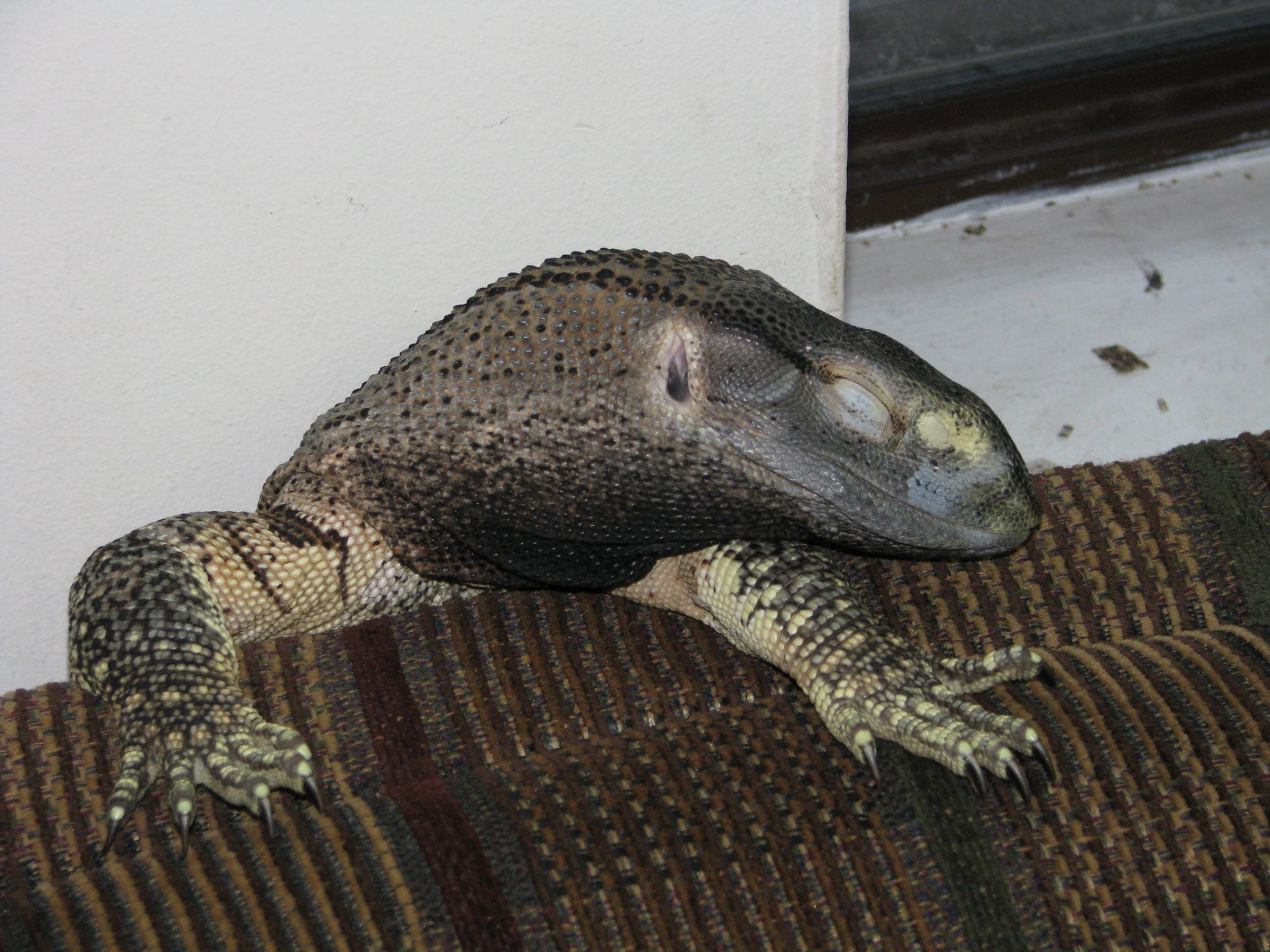 Ionides Waran (Varanus albigularis ionidesi), typisches Aussehen der Art