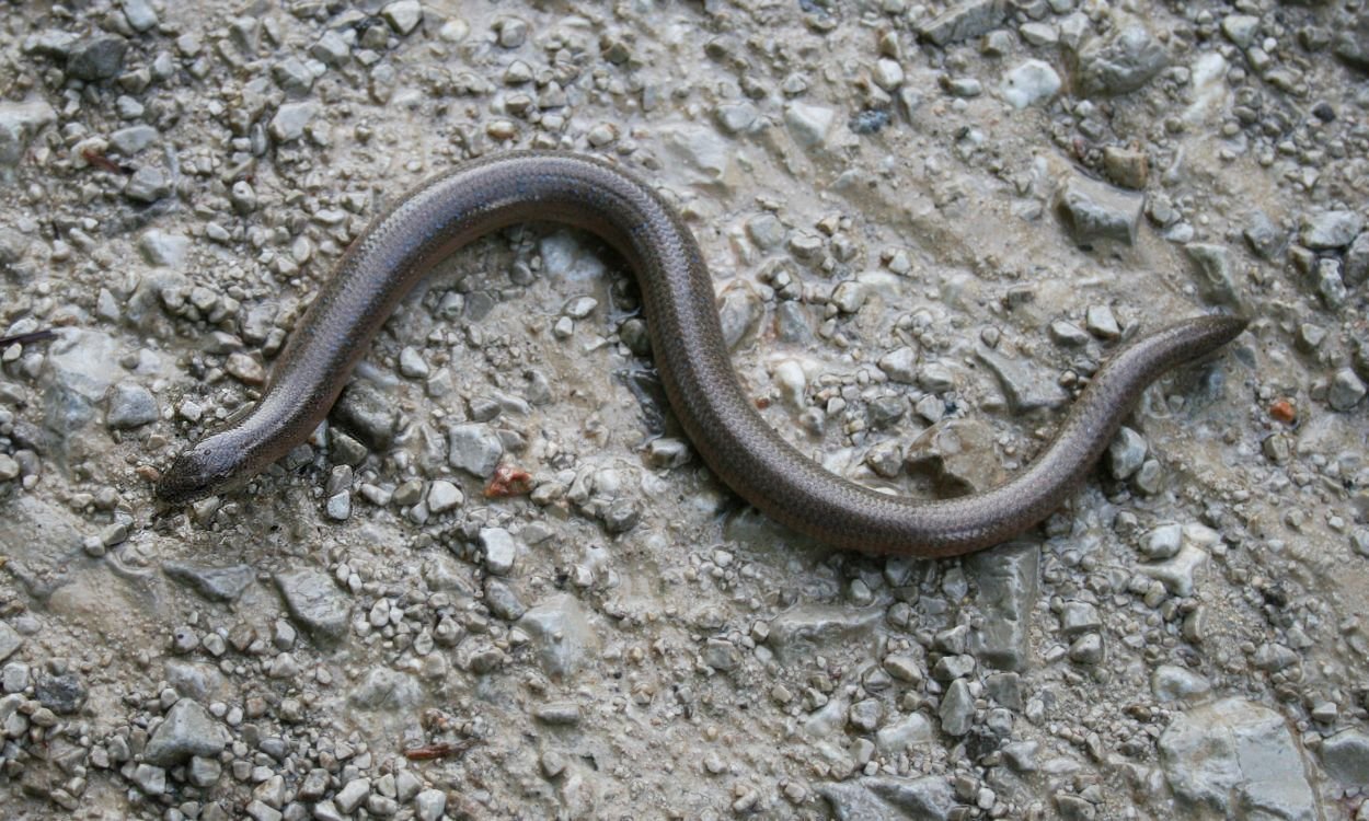 Italienische Blindschleiche (Anguis veronensis), typisches Aussehen der Art