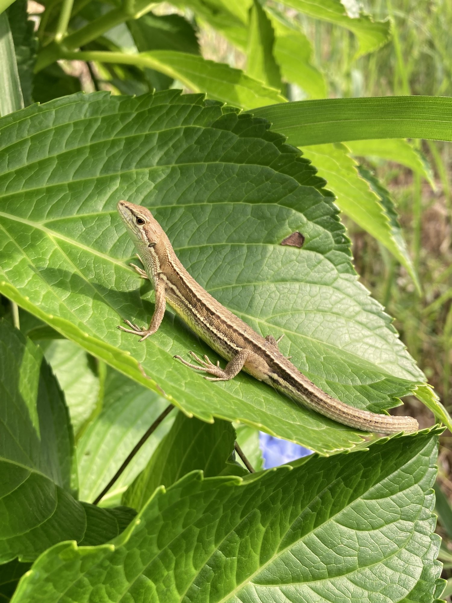 Japanische Langschwanzeidechse (Takydromus tachydromoides), typisches Aussehen der Art