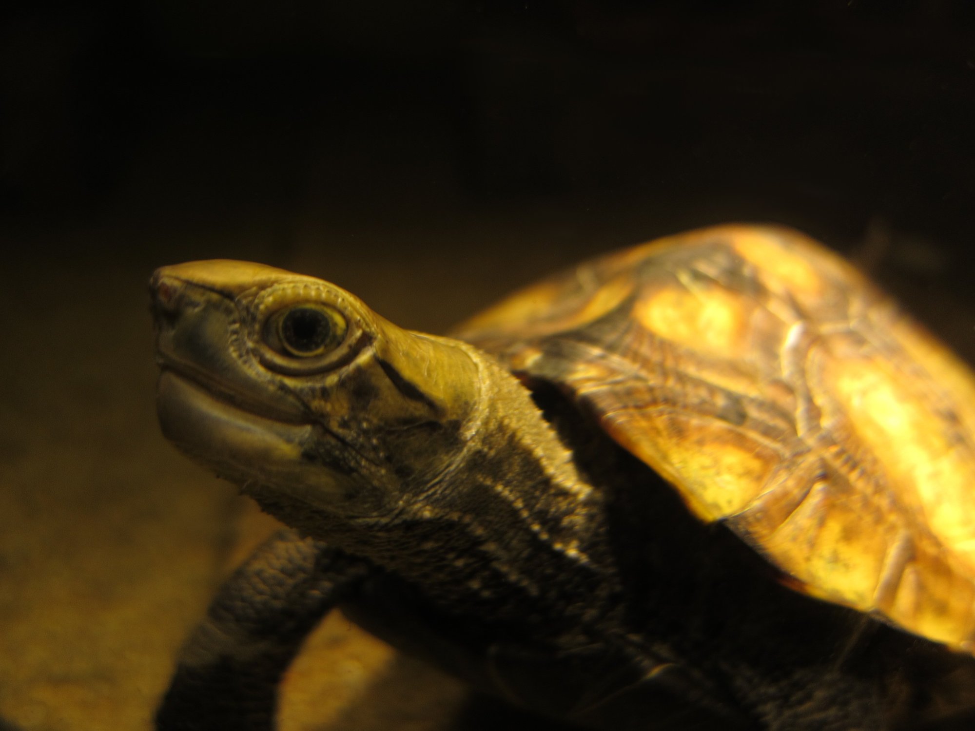 Japanische Teichschildkröte (Mauremys japonica), typisches Aussehen der Art