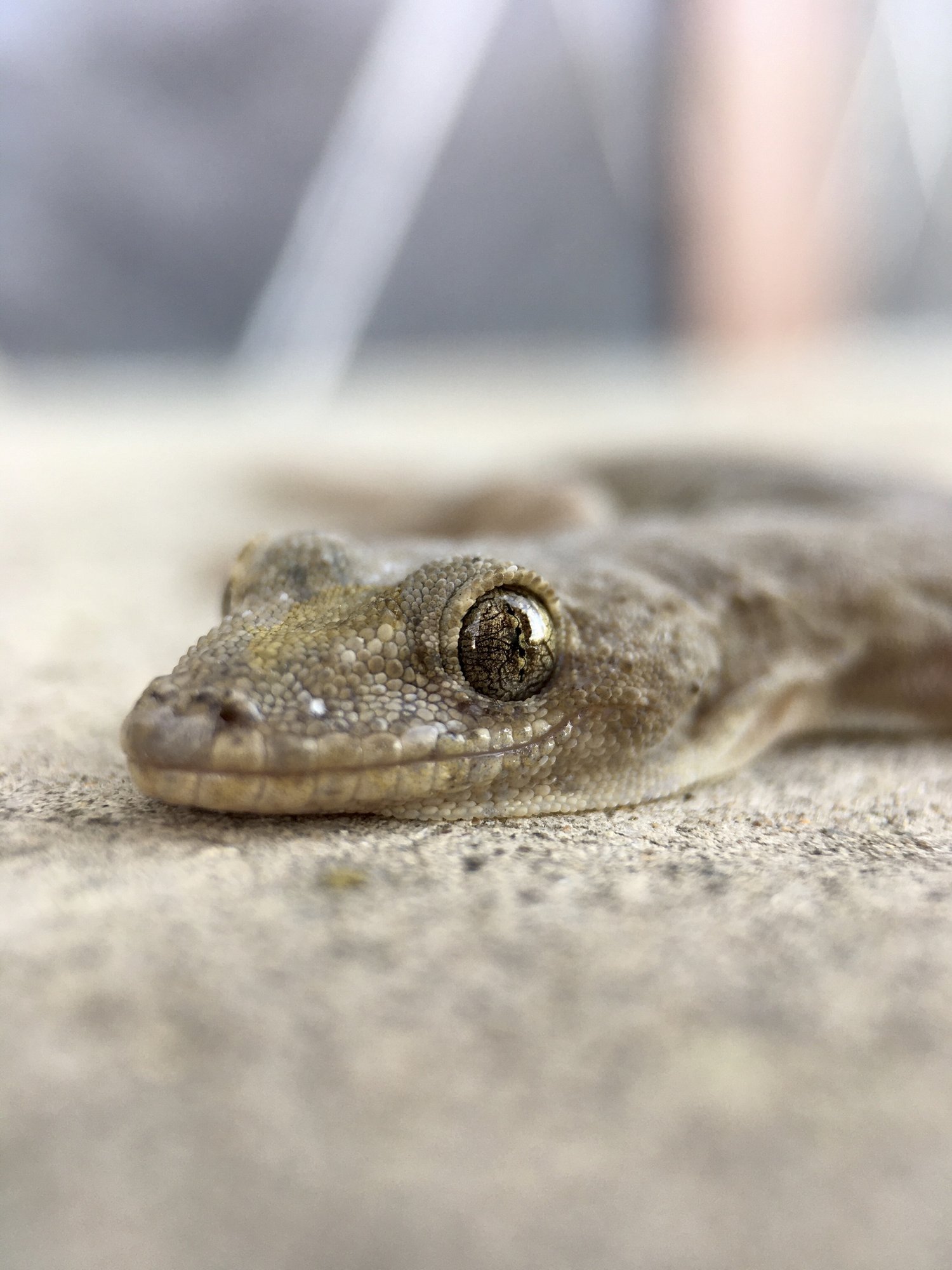 Japanischer Gecko (Gekko japonicus), typisches Aussehen der Art
