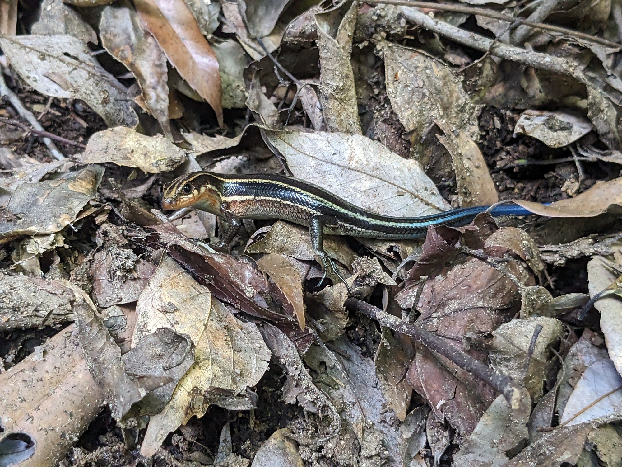 Japanischer Skink (Plestiodon japonicus), typisches Aussehen der Art