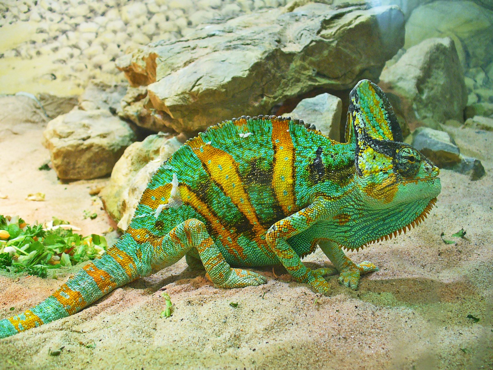Jemenchamäleon (Chamaeleo calyptratus), typisches Aussehen der Art