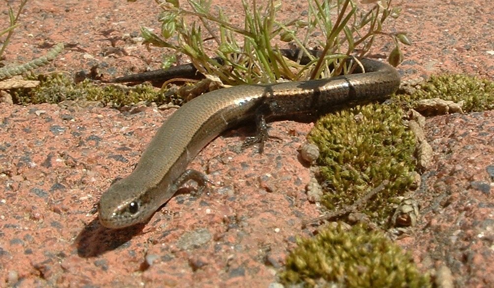 Johannisechse (Ablepharus kitaibelii), typisches Aussehen der Art