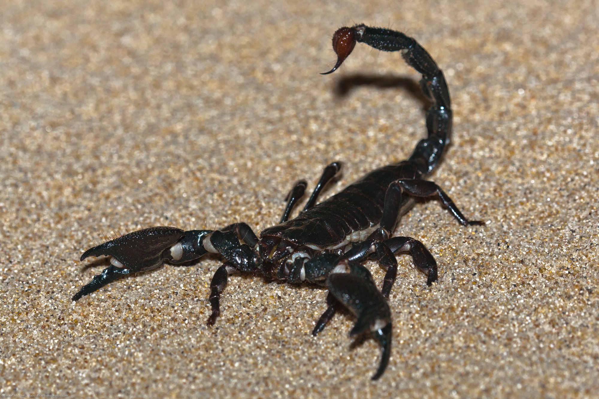 Kaiserskorpion (Pandinus imperator), typisches Aussehen der Art