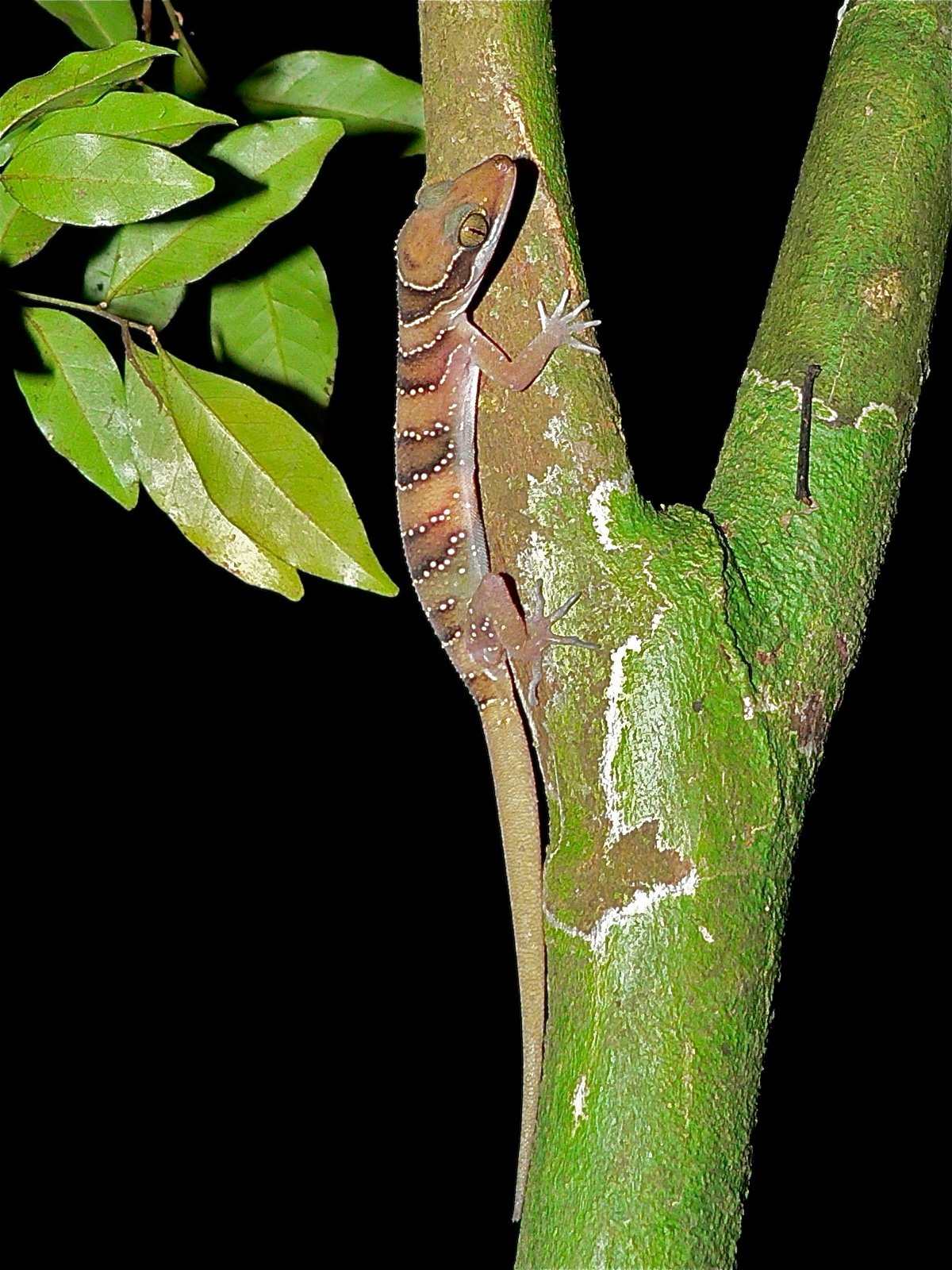 Kambodscha-Bogenfingergecko (Cyrtodactylus intermedius), typisches Aussehen der Art