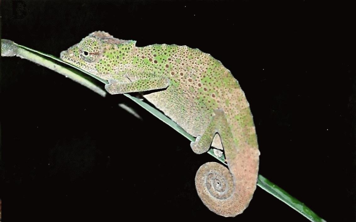 Kamerun-Chamäleon (Trioceros camerunensis), typisches Aussehen der Art