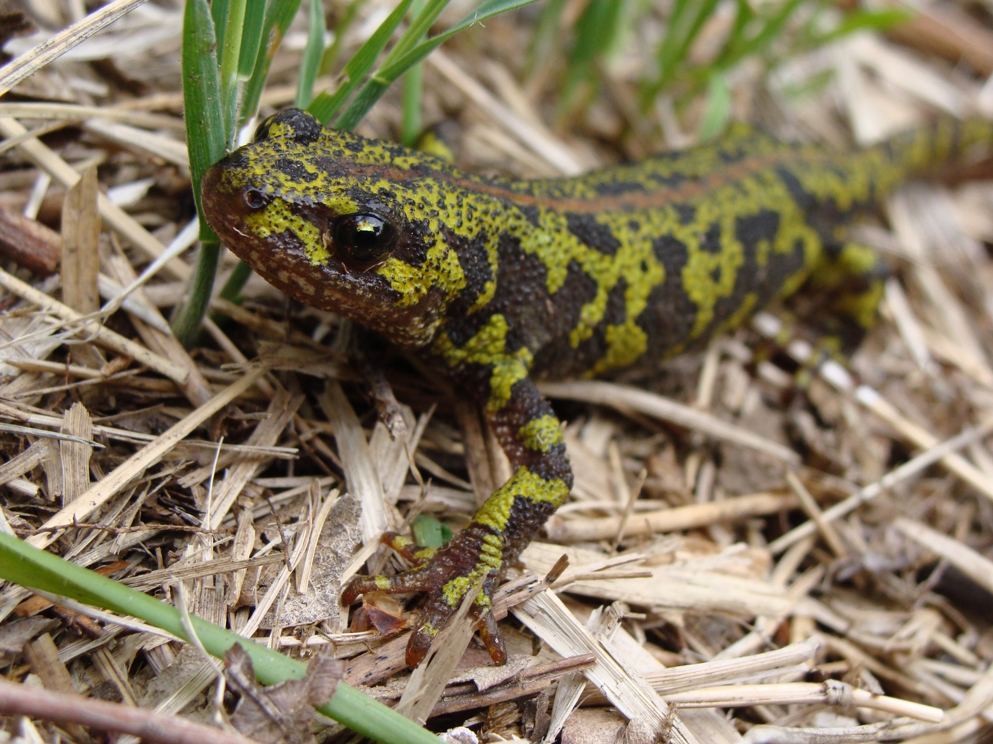 Kammmolch-Verwandter Marmormolch (Triturus marmoratus), typisches Aussehen der Art