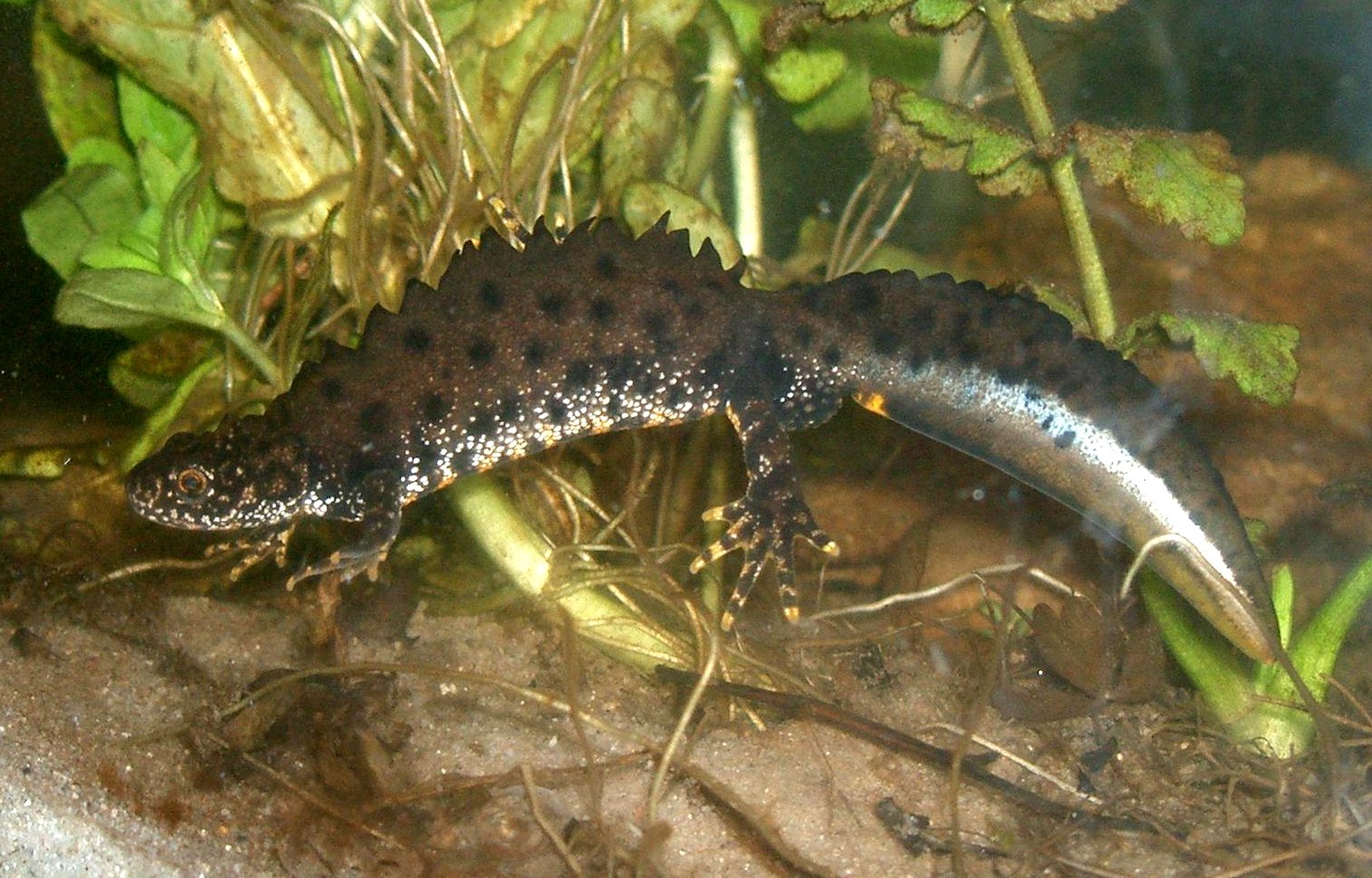 Kammolch (Triturus cristatus), typisches Aussehen der Art