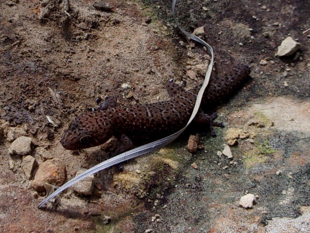 Kap-Dickfingergecko (Pachydactylus capensis), typisches Aussehen der Art