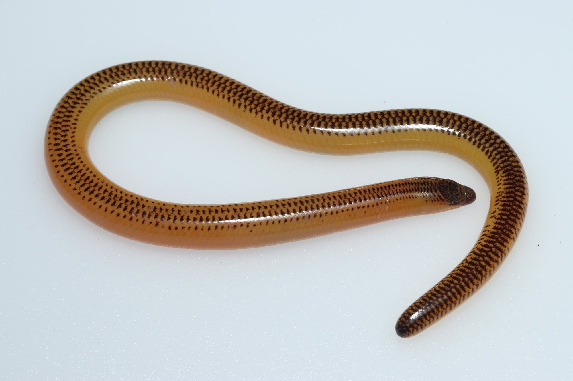 Kap-Erdskink (Acontias meleagris), typisches Aussehen der Art