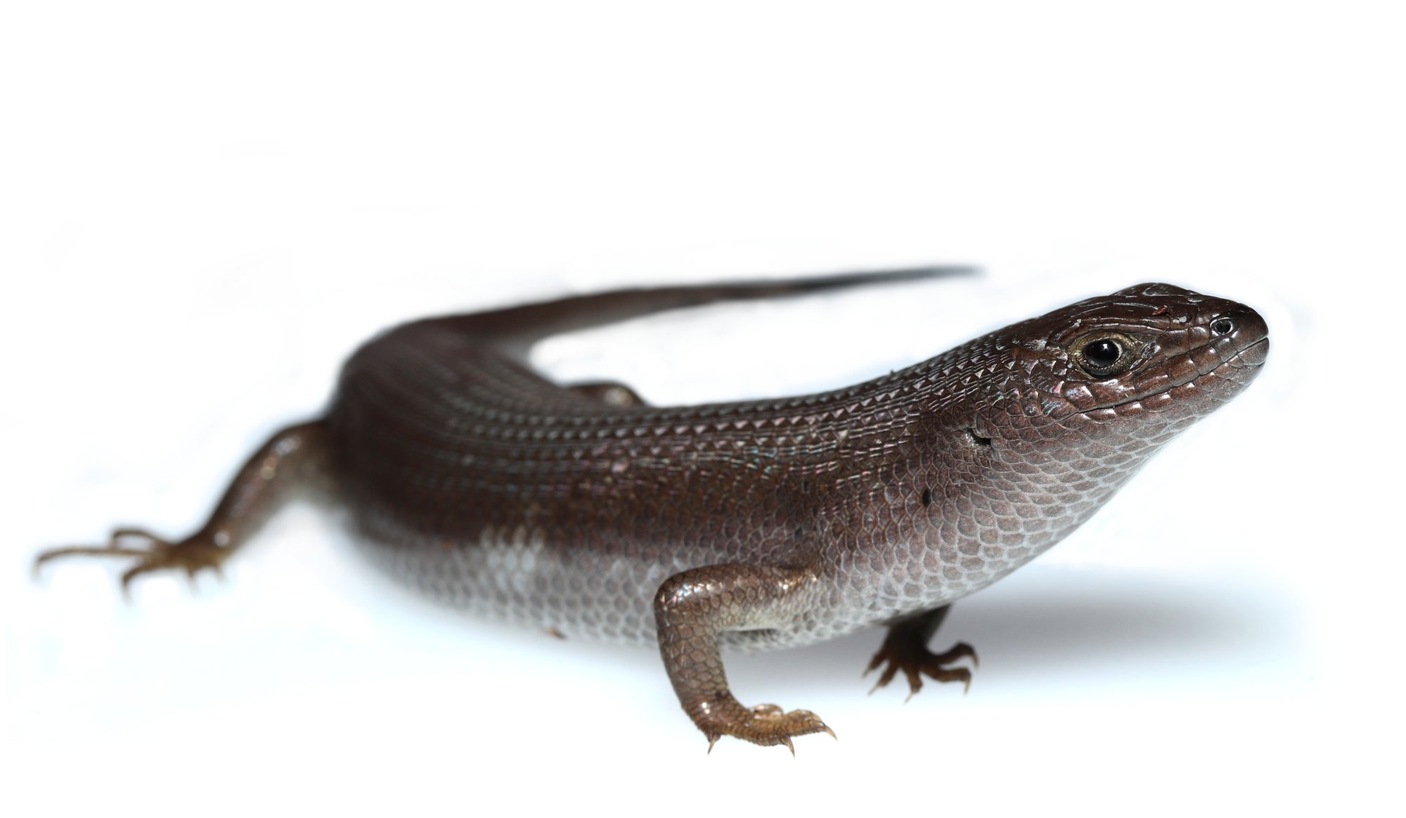 Kap-Glanzskink (Trachylepis capensis), typisches Aussehen der Art