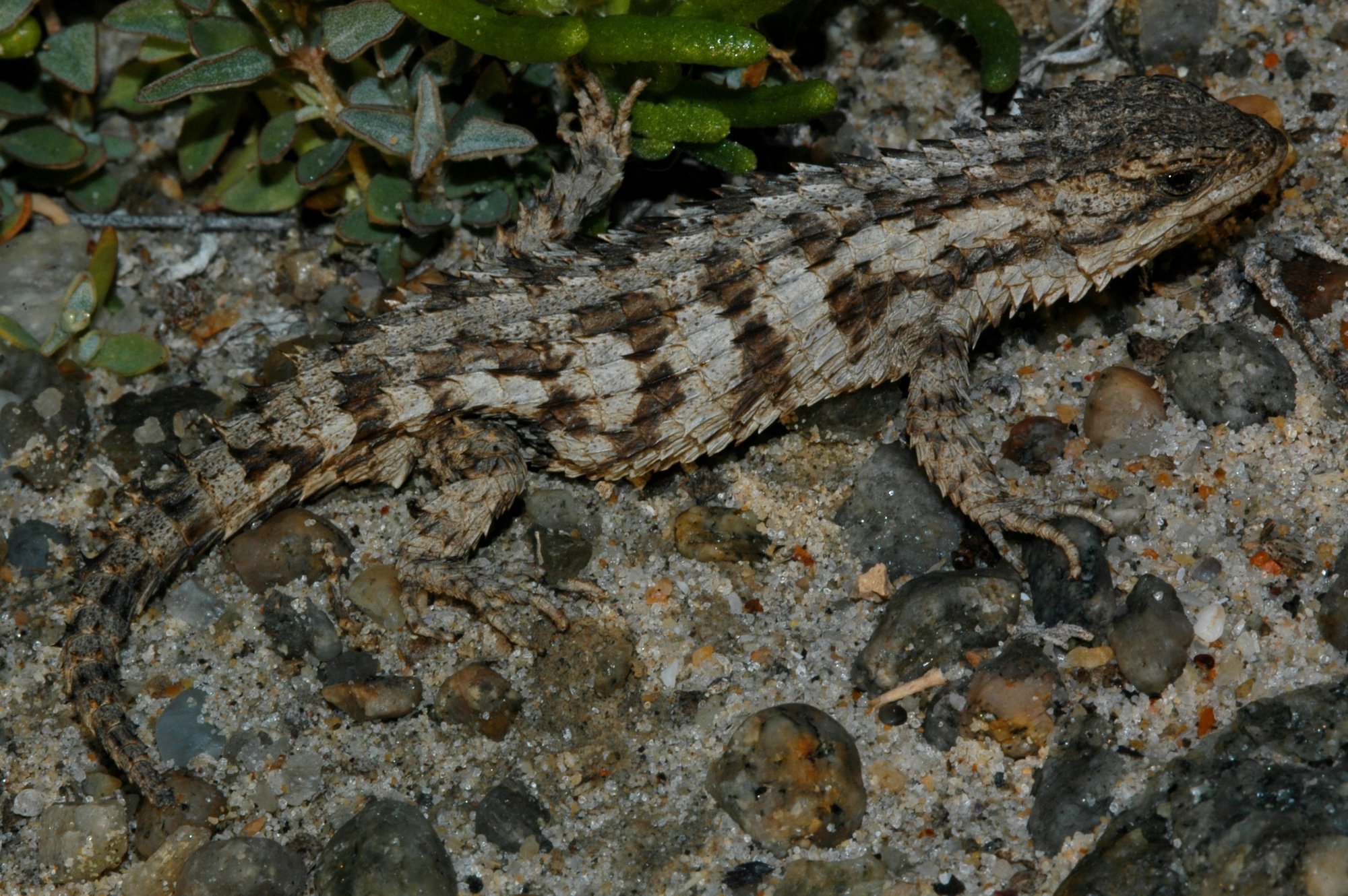 Karoo-Gürtelechse (Cordylus macropholis), typisches Aussehen der Art