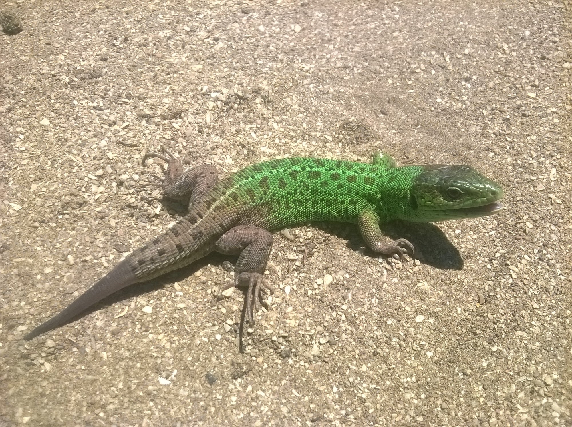 Kaspische Smaragdeidechse (Lacerta strigata), typisches Aussehen der Art