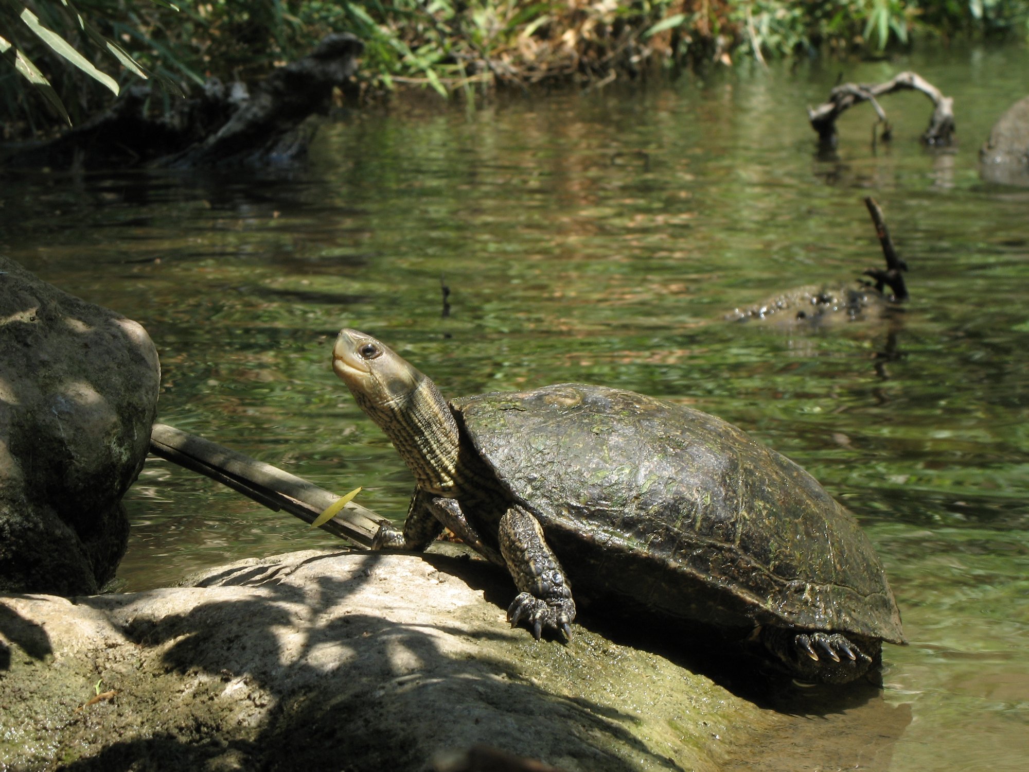 Kaspische Streifenschildkröte (Mauremys caspica), typisches Aussehen der Art