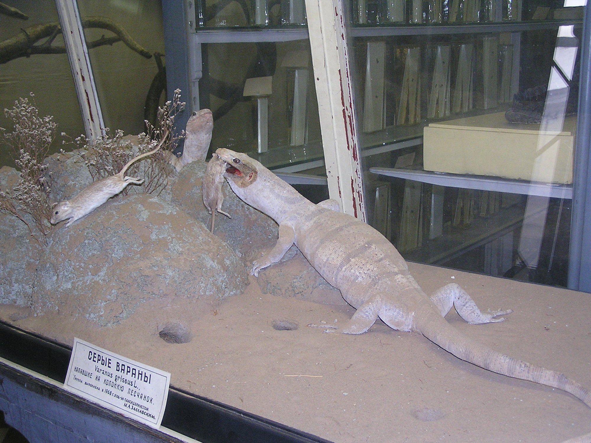 Kaspischer Waran (Varanus griseus caspius), typisches Aussehen der Art