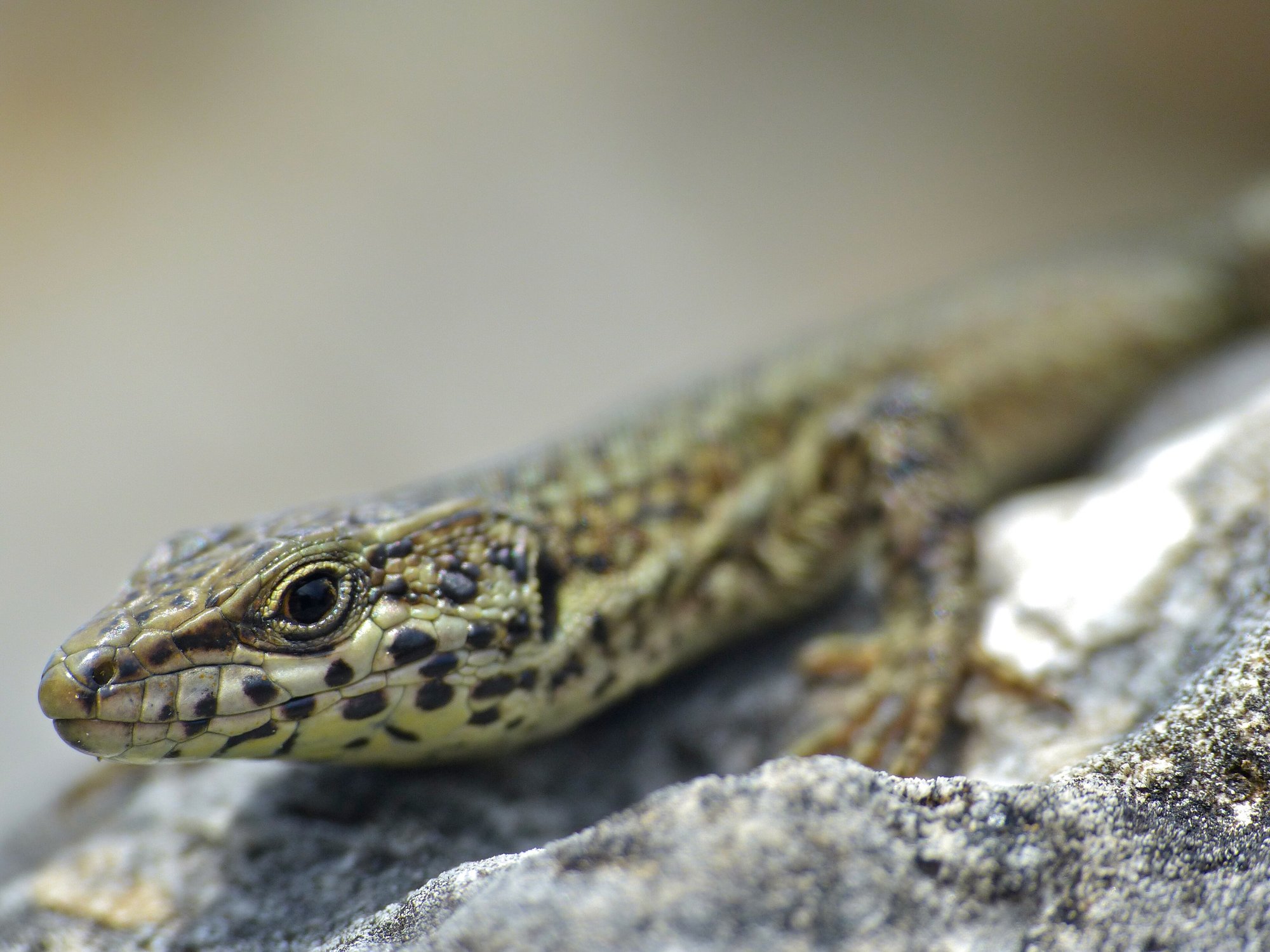 Katalanische Mauereidechse (Podarcis liolepis), typisches Aussehen der Art